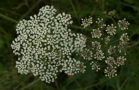 Kümmelsilge (Selinum carvifolia) - © Emanuel Trummer